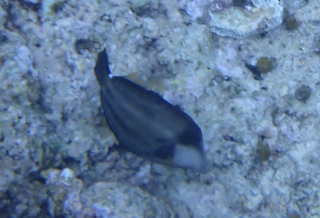 Spectacled filefish