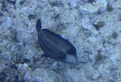 Cantherhines fronticinctus