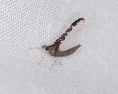 Callibaetis pictus