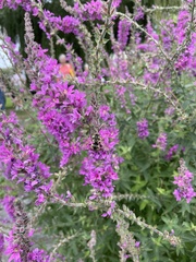Anthidium florentinum