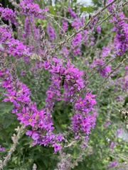 Anthidium florentinum