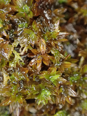 Syntrichia laevipila