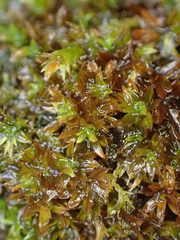 Syntrichia laevipila
