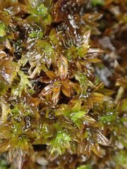 Syntrichia laevipila