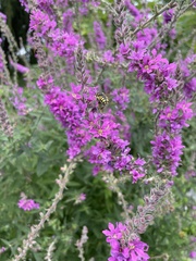 Anthidium florentinum
