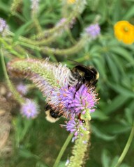 Bombus occidentalis