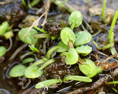 Limnanthes macounii