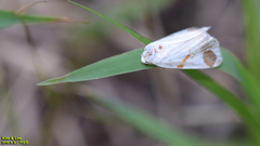 Sphragifera biplagiata