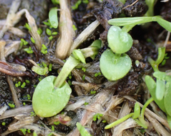 Limnanthes macounii