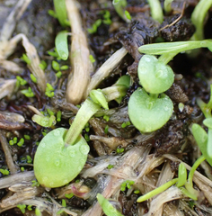 Limnanthes macounii