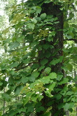 Hydrangea petiolaris