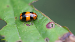 Physosmaragdina nigrifrons