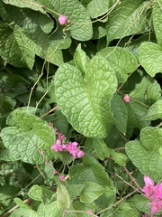 Antigonon