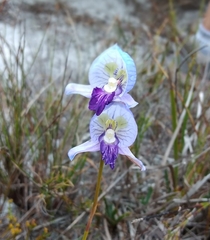 Disa purpurascens
