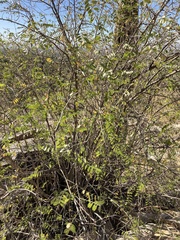 Coursetia glandulosa