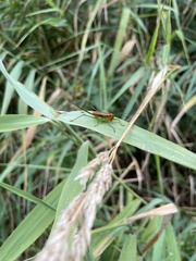 Conocephalus attenuatus