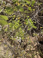 Coursetia glandulosa