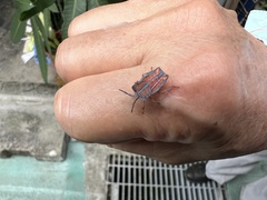 Tessaratoma papillosa