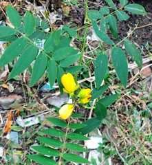 Senna sophera