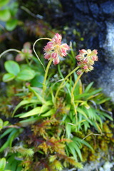 Tofieldia coccinea