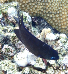 Acanthochromis