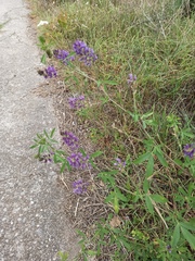Medicago sativa