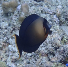 Acanthurus pyroferus