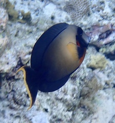 Acanthurus pyroferus