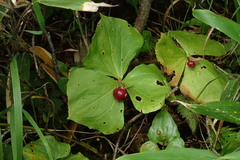 Trillium apetalon