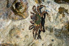 Grapsus