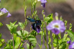Xylocopa nasalis
