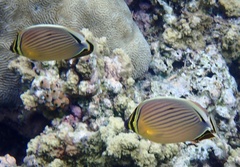 Chaetodon lunulatus