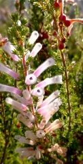 Erica perspicua perspicua