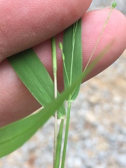 Kellochloa verrucosa