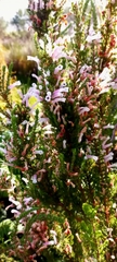 Erica perspicua perspicua