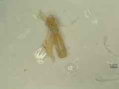 Anoscopus albifrons