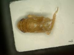 Anoscopus albifrons