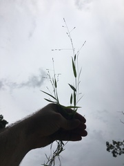 Kellochloa verrucosa