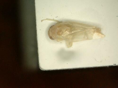 Kybos calyculus
