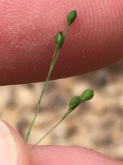 Kellochloa verrucosa