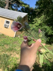 Alcea rosea