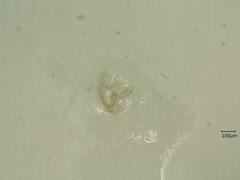 Linnavuoriana intercedens