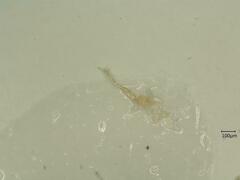 Linnavuoriana intercedens