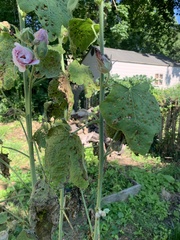 Alcea rosea