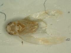 Linnavuoriana intercedens