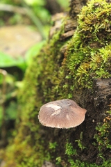 Pluteus salicinus