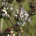 Salvia Etíope - Photo (c) Sergelucas, algunos derechos reservados (CC BY-SA)