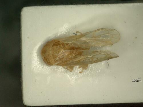 Oncopsis appendiculata