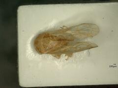 Oncopsis appendiculata