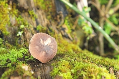 Pluteus salicinus